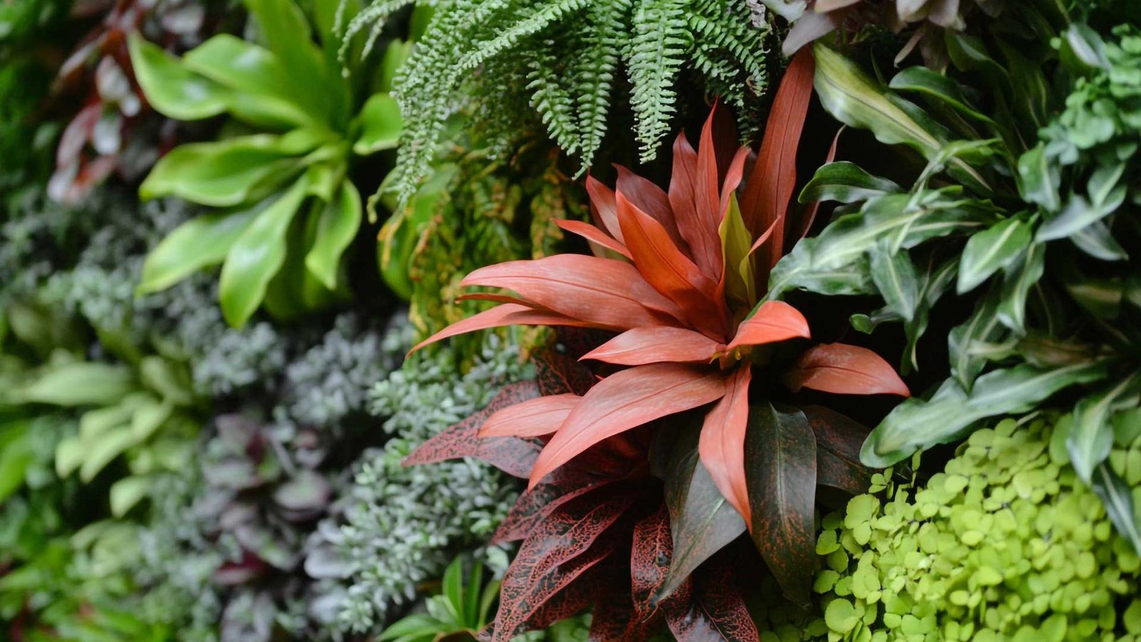 Expertise locale - 15 ans d'expérience en pépinière